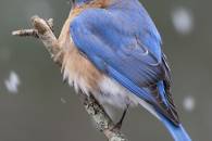 Bluebird