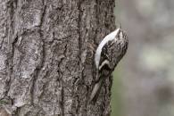 Brown Creeper