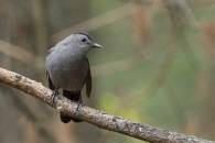 Catbird