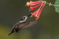 Ruby-throated Hummingbird