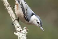 White-breasted Nuthatch