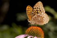 Great Spangled Fritillary