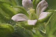 Carolina Geranium