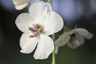 Moth Mullein