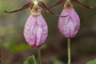 Pink-Ladys Slipper