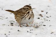 white-throated-sparrow-1.jpg