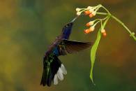 Violet Sabrewing