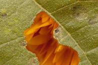 hfa-whole-crop